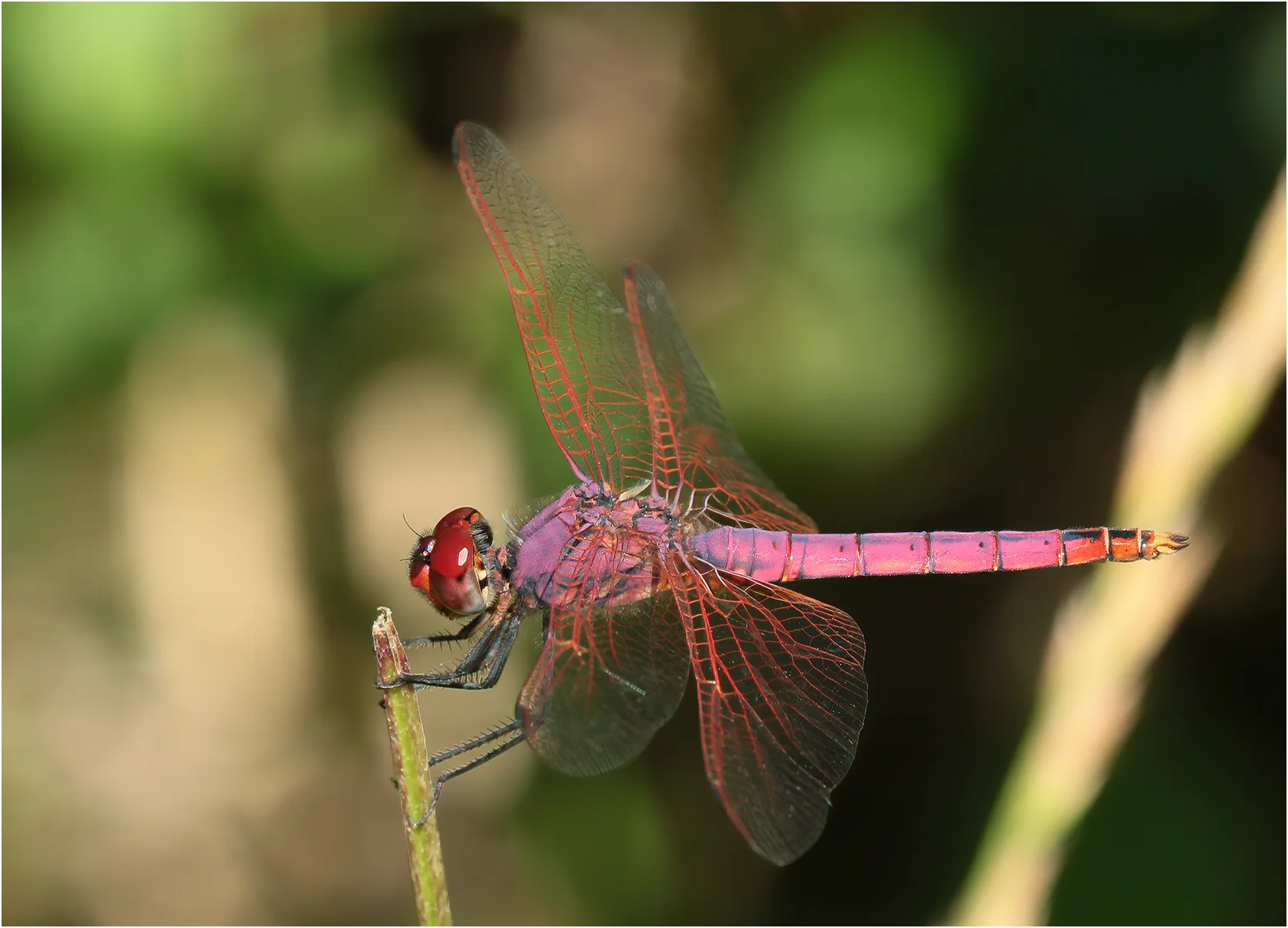 Trithemis annulata mâle, Castelnau-de-Montmiral (France-81), 21/06/2021