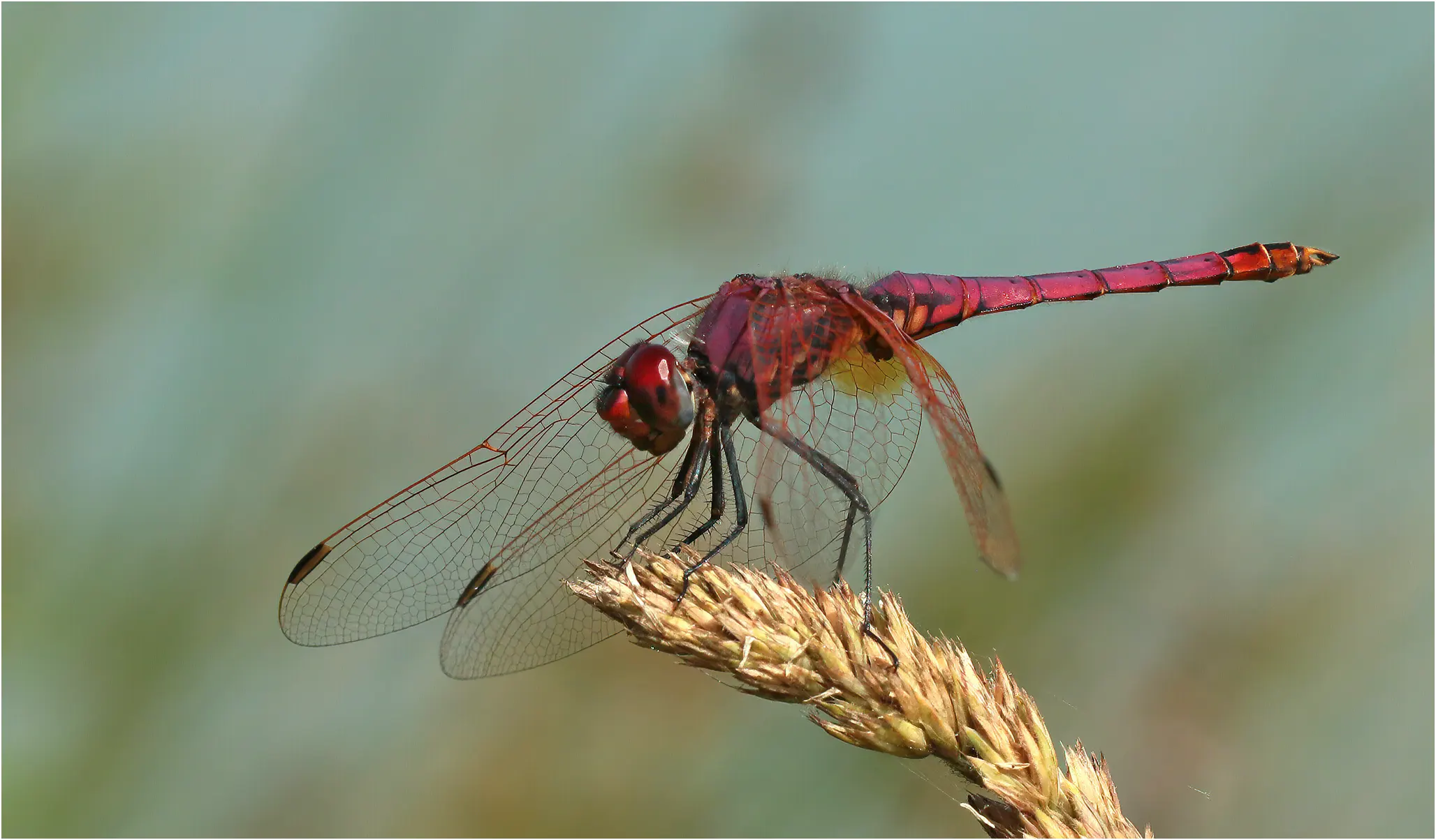 Trithemis annulata mâle, Castelnau-de-Montmiral (France-81), 21/06/2021