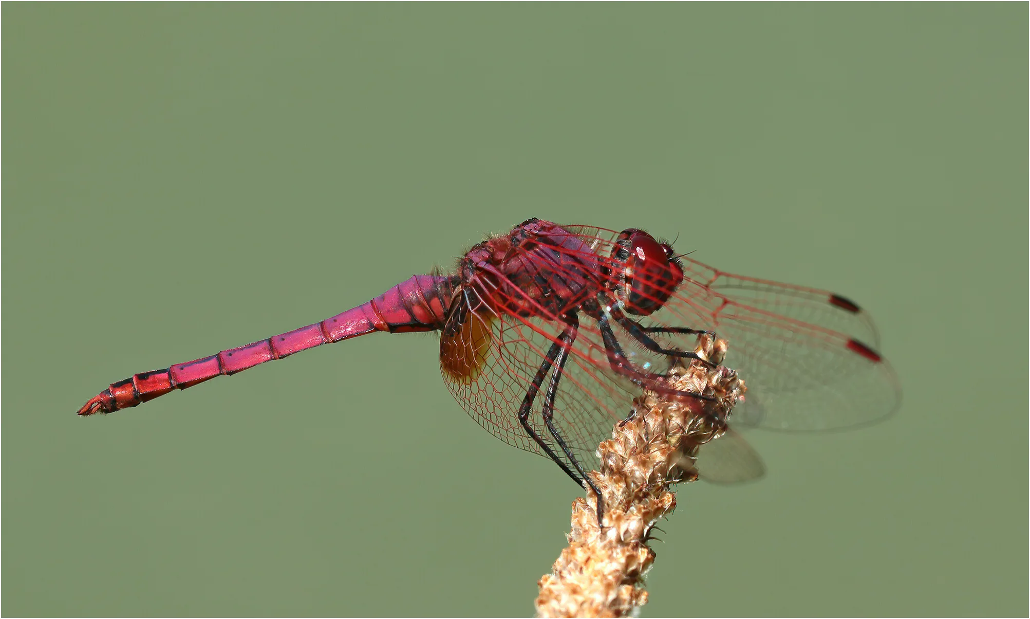 Trithemis annulata mâle, l'Isle-sur-Tarn (France-81), 08/07/2020