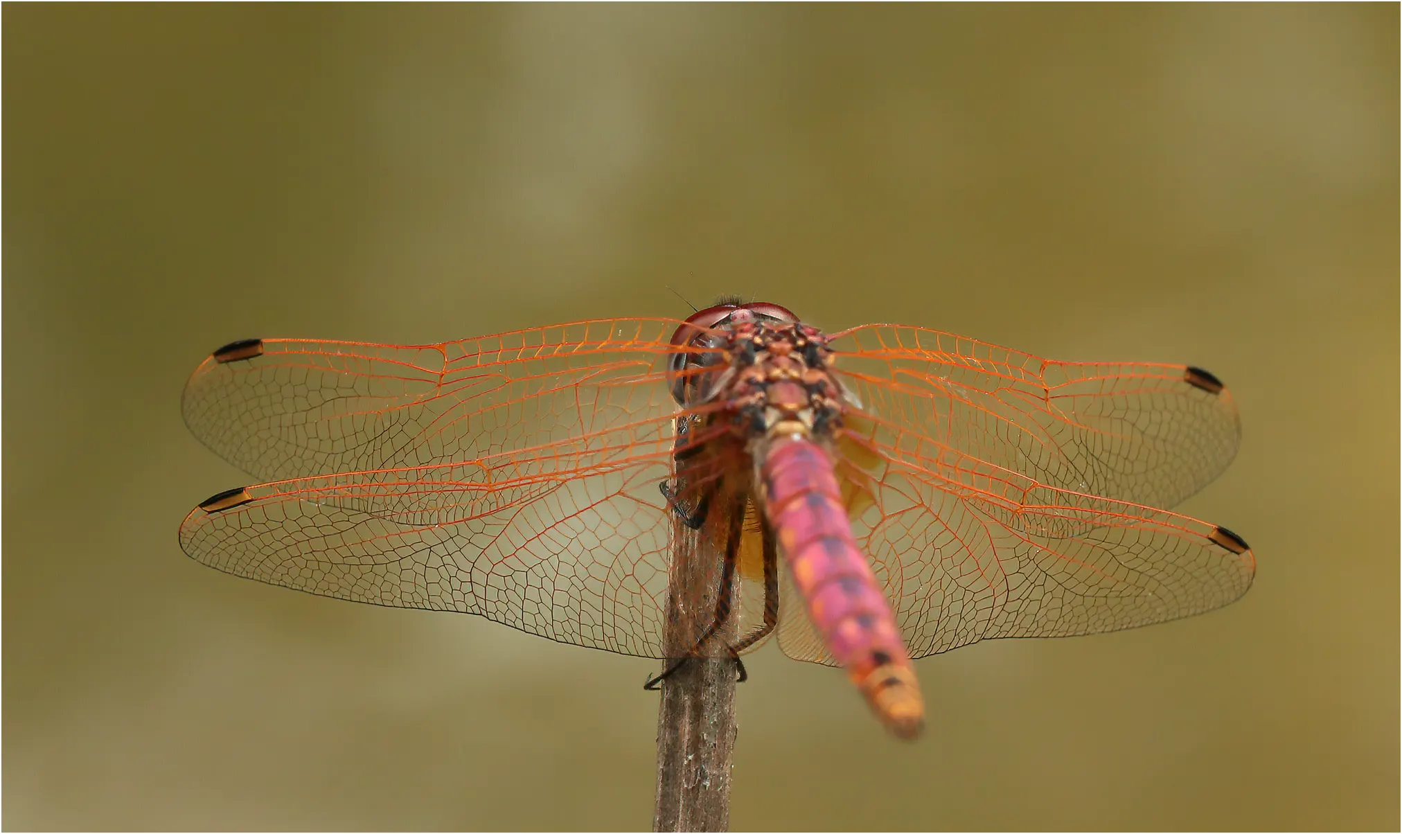 Trithemis annulata, jeune mâle mature, Lugan (Tarn-81), 19/06/2021