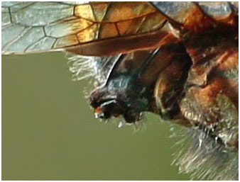 Trithemis hecate, Namibie, Kalambesa près d'un bras mort du Zambèze, 15/02/2020