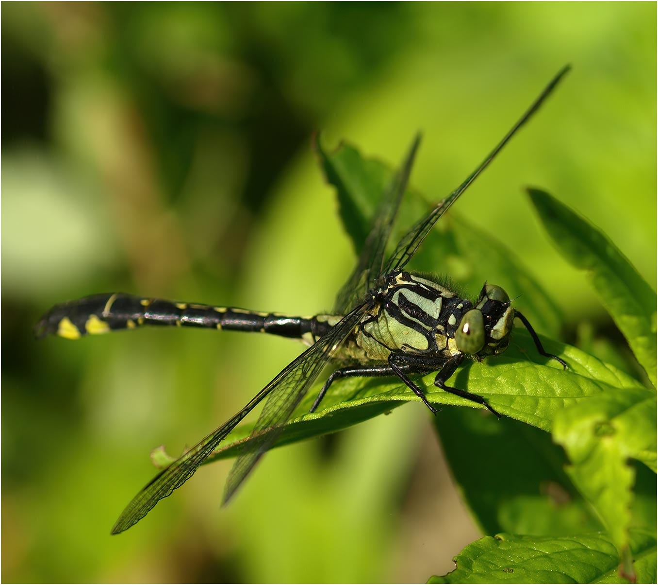 Gomphus vulgatissimus mâle, le Fief Sauvin (France-49), 23/05/2010