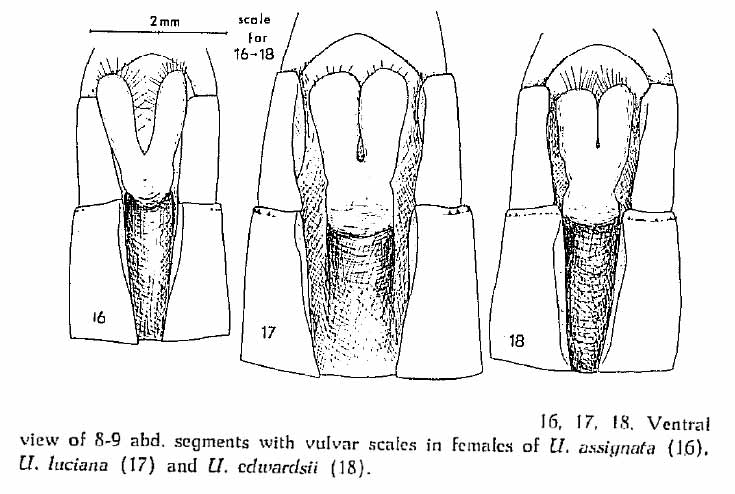 Comparaison des lame vulvaire des 3 Urothemis africains, Balinski -1961