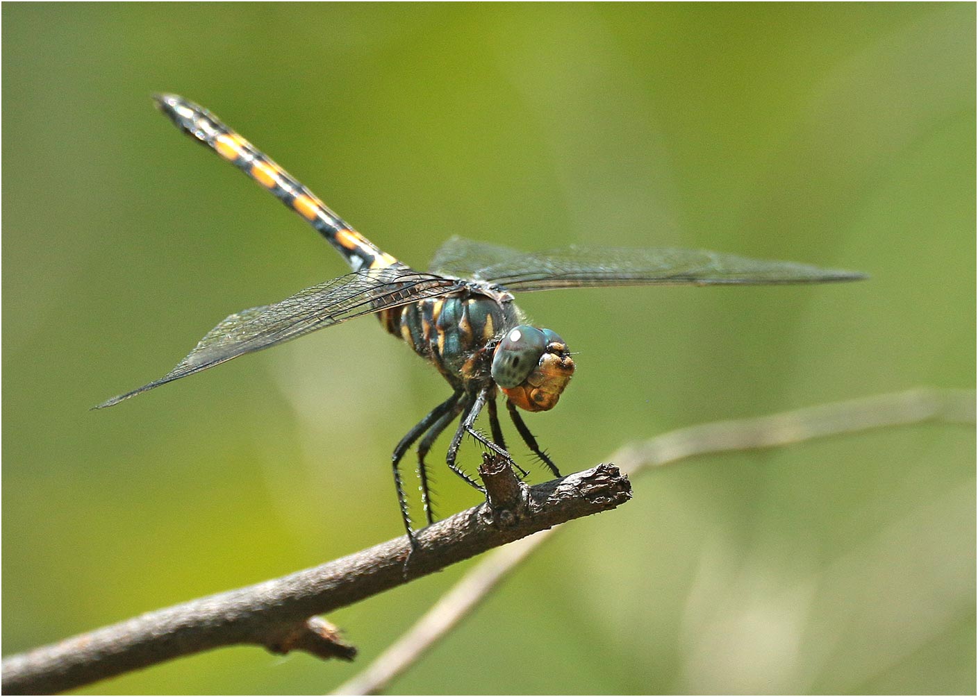 Zygonoides fuelleborni femelle, Namibie, Katima Mulilo près des rapides du Zambèze, 13/02/2020