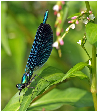 Calopteryx vigo mâle