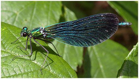 Calopteryx vigo mâle