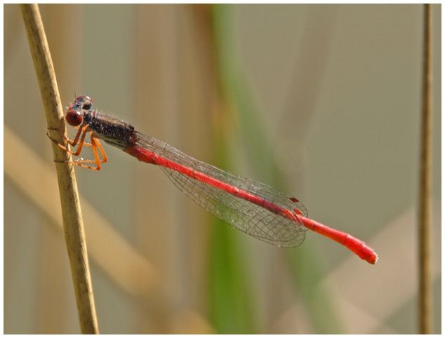 Ceriagrion tenellum