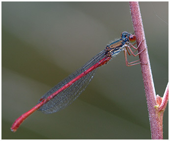 Ceriagrion tenellum mâle