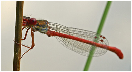 Ceriagrion tenellum mâle