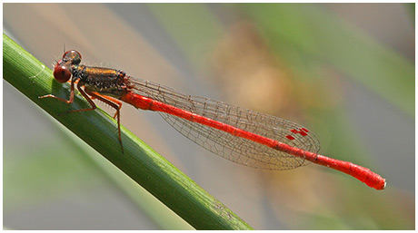 Ceriagrion tenellum mâle