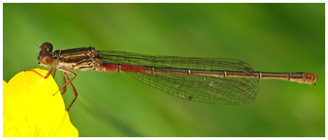 Ceriagrion tenellum femelle