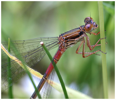 Ceriagrion tenellum femelle