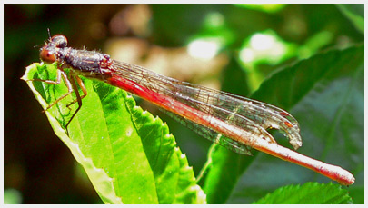 Ceriagrion tenellum femelle