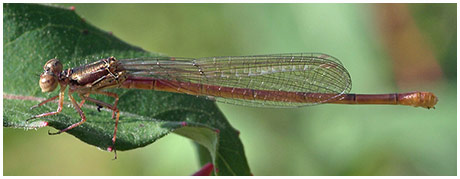 Ceriagrion tenellum femelle