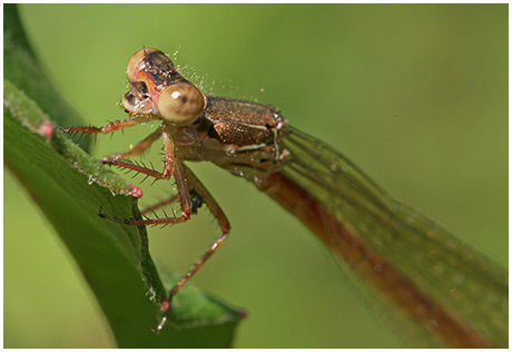 Ceriagrion tenellum femelle