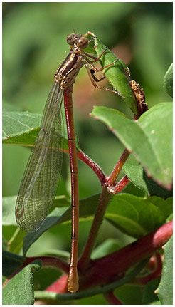 Agrion délicat