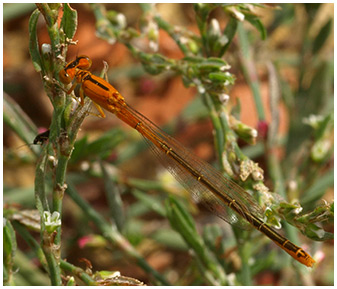 Ischnura pumilio femelle