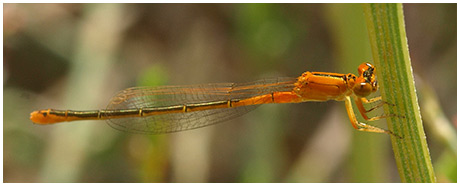 Ischnura pumilio femelle immature