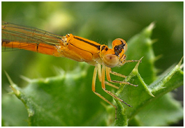 Ischnura pumilio aurantiaca