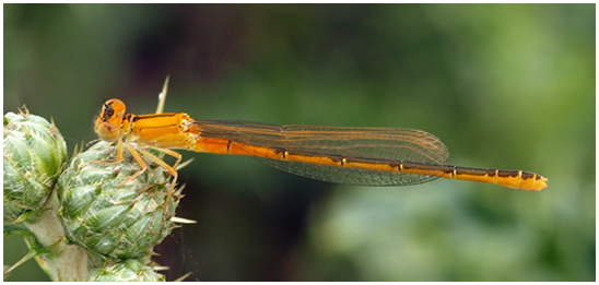 Ischnura pumilio aurantiaca