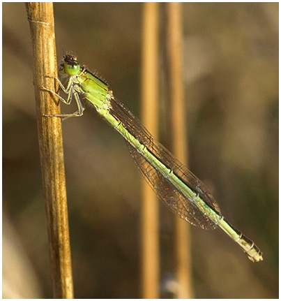 Ischnura pumilio femelle