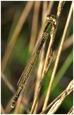 Ischnura pumilio femelle