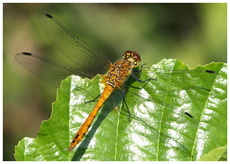 Sympetrum sanguineum mâle immature