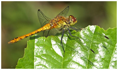 Sympetrum sanguineum mâle immature