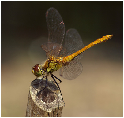 Sympetrum sanguineum mâle immature