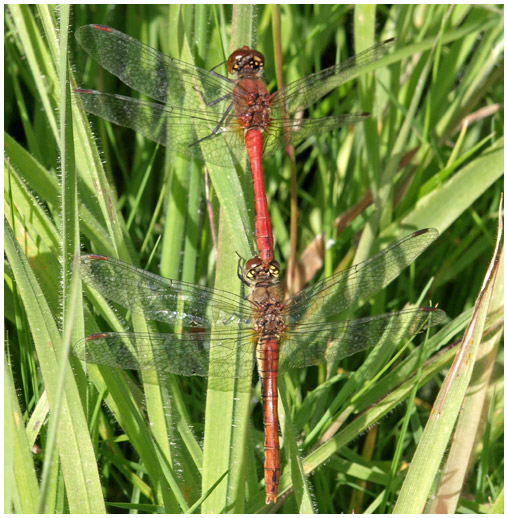 Sympetrum sanguineum en ponte