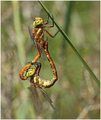 Aeshna isoceles accouplement