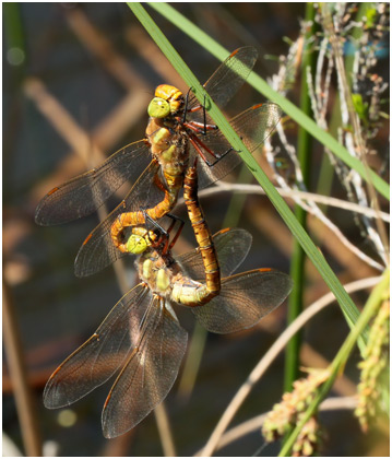 Aeshna isoceles accouplement