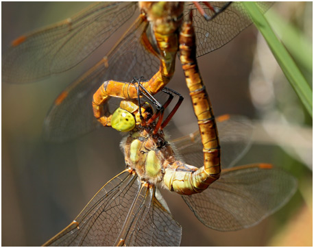 Aeshna isoceles accouplement