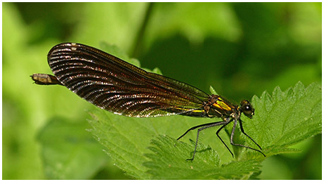 Calopteryx virgo femelle Calopteryx virgo femelle