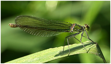 Calopteryx virgo femelle Calopteryx virgo femelle