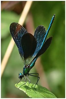 Calopteryx vigo mâle