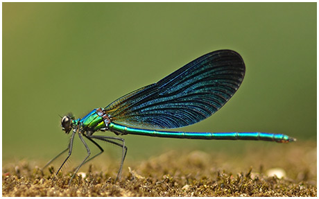 Calopteryx vigo mâle