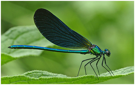 Calopteryx vigo mâle