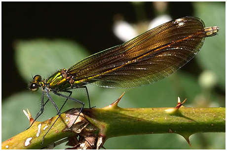 Calopteryx virgo femelle