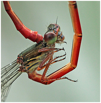 Ceriagrion tenellum accouplement