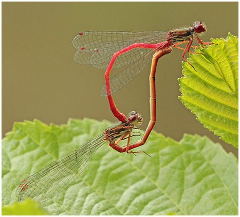 Ceriagrion tenellum accouplement