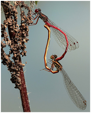 Ceriagrion tenellum accouplement