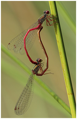 Ceriagrion tenellum accouplement