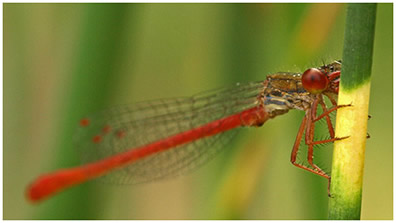 Ceriagrion tenellum