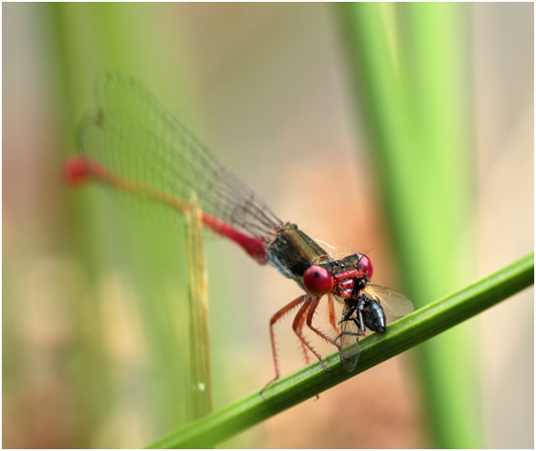 Ceriagrion tenellum, le repas