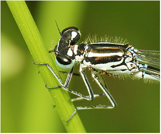 Coenagrion puella femelle