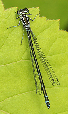 Coenagrion puella femelle