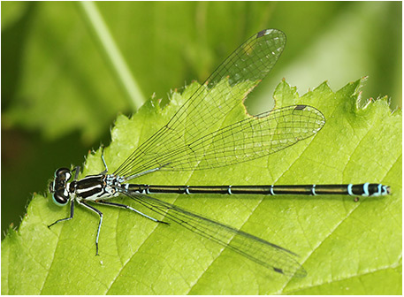 Coenagrion puella femelle