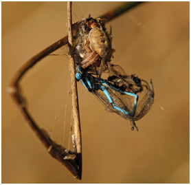 Enallagma cyathigerum prédation par araignée
