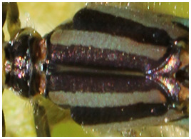 Erythromma viridulum thorax femelle